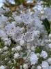 Sheepkill or Mountain Laurel, Kalmia latifolia, growing as a dense evergreen shrub with glossy leathery oval leaves and rounded clusters of pale pink to white five-sided cup-shaped flowers marked with dark rose dots and hooked stamens.