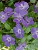 Lesser Periwinkle forming a dense evergreen groundcover with trailing rooting stems, opposite glossy elliptic leaves, and solitary violet-blue five-lobed pinwheel-shaped flowers.
