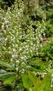 Sierra laurel evergreen shrub with stiff upright branches, glossy oval serrated leaves, and erect clusters of small white urn-shaped flowers