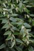 Dog Hobble, Leucothoe species, a grayanotoxin-containing Ericaceae shrub toxic to dogs, cats, horses, and livestock