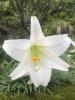 Easter Lily, Lilium longiflorum, a true lily that can cause life-threatening acute kidney failure in cats