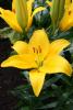 Asiatic hybrid lily with upright six-tepaled flowers and narrow leaves arranged along an erect green stem