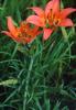 Red lily, Lilium philadelphicum, with an upright orange-red flower, six dark-spotted tepals, prominent stamens, and narrow leaves arranged along an erect stem.