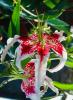 Japanese show lily (Lilium speciosum) with a tall leafy stem and large fragrant downward-facing flowers, each with strongly recurved white to pink tepals covered in dark crimson spots and long projecting stamens bearing pollen.