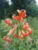 Tiger lily (Lilium lancifolium) with tall upright leafy stems, dark bulbils in the leaf axils, and downward-facing bright orange flowers whose strongly recurved tepals are covered with dark purple-black spots.
