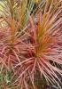 Madagascar Dragon Tree with slender gray cane-like stems topped by tufts of long narrow arching green leaves edged in dark red, with some cultivars displaying cream, yellow, pink, or burgundy striping.