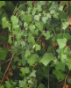Madeiran Ivy or Hedera maderensis climbing a tree with aerial rootlets, broad glossy green juvenile leaves with shallow lobes and pale veins, unlobed adult flowering leaves, rounded flower umbels, and clusters of dark ripe berries.
