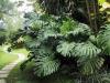 Mexican Bread Fruit or Monstera deliciosa climbing vine with thick stems, cord-like aerial roots, enormous glossy dark-green leaves divided by deep splits and oval interior holes, and an elongated green scaly fruit surrounding a cream-colored edible-when-fully-ripe pulp.