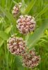 Milkweed or Asclepias plant with opposite or whorled leaves, clusters of small five-parted flowers, milky white sap from broken stems or leaves, and elongated seed pods splitting open to release flat brown seeds attached to silky white hairs.