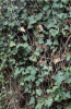 Moroccan Ivy or Hedera maroccana evergreen vine with reddish climbing stems, aerial rootlets, large glossy green juvenile leaves divided into three to five lobes, unlobed adult flowering leaves, rounded umbels of small greenish flowers, and globular black ripe berries.