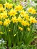 Cluster of yellow Narcissus or daffodil flowers with trumpet-shaped central coronas and long narrow green leaves growing in a spring garden
