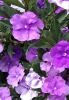 Paraguayan Jasmine (Brunfelsia australis) shrub with oval green leaves, fragrant flowers fading from purple to lavender and white.