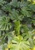 Philodendron Pertusum or Monstera deliciosa, a tropical climbing plant with thick stems, hanging aerial roots, and large glossy heart-shaped green leaves divided into deep lobes and natural oval openings