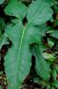 Saddle Leaf or Horsehead Philodendron, Philodendron bipennifolium, climbing a support with thick aerial roots and large glossy leathery green leaves divided into a narrow central blade and broad side lobes resembling a horse’s head or violin.