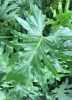 Mature Lacy Tree Philodendron (Philodendron bipinnatifidum) with a thick scarred trunk, aerial roots, long leaf stalks, and enormous glossy dark-green leaves divided deeply into many narrow wavy lobes.