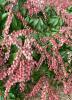 Japanese Pieris or Lily-of-the-Valley Bush with glossy leathery serrated evergreen leaves, reddish-bronze young foliage, and drooping branched clusters of small white or pink urn-shaped flowers.