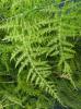Sprenger Asparagus Fern (Asparagus aethiopicus ‘Sprengeri’), sometimes mislabeled Plumosa Fern, with long arching thorny stems, clusters of narrow bright green leaf-like cladodes, small white flowers, and round red berries