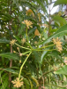Ming Aralia or Polyscias fruticosa, a tropical evergreen shrub with upright woody stems and dense feathery foliage composed of finely divided, glossy dark-green, irregularly toothed leaflets.