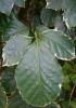 Wild coffee or geranium-leaf aralia (Polyscias guilfoylei) growing as an upright evergreen shrub with long pinnately compound leaves, paired oval to elliptical coarsely toothed leaflets, and cream-white variegated leaf margins.