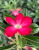 Sabi Star or Desert Rose, Adenium obesum, with a thick swollen caudex, smooth gray branching stems, clusters of leathery green leaves, and trumpet-shaped pink flowers with pale centers.