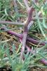 Russian thistle, Salsola tragus, growing as a rounded many-branched annual with narrow spine-tipped leaves, reddish-striped stems, and tiny green flowers, beside a mature dry plant detached as a tumbleweed.
