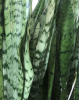 Snake Plant, Dracaena trifasciata, formerly Sansevieria trifasciata, growing as a dense clump of stiff upright sword-shaped leaves with dark green and pale gray-green horizontal banding.