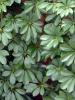 Dwarf schefflera (Heptapleurum arboricola), an evergreen shrub with glossy palmately compound leaves divided into seven to nine oval leaflets radiating like umbrella spokes.