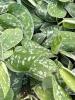 Exotica Dieffenbachia, a variegated Dumb Cane cultivar containing insoluble calcium oxalate crystals toxic to dogs and cats