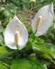 Mauna Loa Peace Lily or Spathiphyllum ‘Mauna Loa’ with a dense clump of broad glossy dark-green lance-shaped leaves and upright white hood-like spathes surrounding cream-colored flower spikes called spadixes.