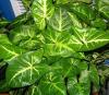 Arrow-head vine with green arrow-shaped juvenile leaves and pale variegation growing along trailing stems