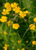 Tall Buttercup, Ranunculus acris, an upright perennial with glossy yellow flowers and fresh sap that releases the blistering irritant protoanemonin