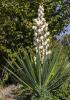 Yucca plant with a dense rosette of long stiff sword-shaped green leaves, fibrous leaf margins, sharp terminal points, and a tall central flowering stalk bearing clusters of large cream-white bell-shaped flowers.