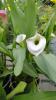 Arum lily with a large white funnel-shaped spathe surrounding a yellow spadix above glossy arrow-shaped leaves