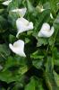 Pig Lily or White Arum Lily (Zantedeschia aethiopica), a clump-forming wetland plant with large glossy arrow-shaped green leaves, upright white funnel-shaped spathes surrounding yellow spadices, and clusters of green to orange berries