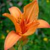 Day Lily, Hemerocallis species, a highly toxic lily-type plant that can cause acute kidney failure in cats