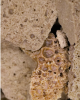 Cannabis sativa female flowering plant with serrated palmate leaves and resin-covered flower clusters beside a compact piece of brown hashish cannabis resin