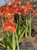 Lily of the Palace or Hippeastrum with a large exposed bulb, broad strap-shaped green leaves, and a thick leafless flower stalk bearing several large trumpet-shaped red, orange, pink, white, or striped flowers.