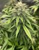 Cannabis sativa marijuana plant with upright branching green stems and distinctive palmately compound leaves divided into narrow sharply serrated leaflets, with resinous flowering clusters on a mature female plant.
