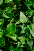 Pothos, Epipremnum aureum, with trailing stems and glossy heart-shaped green leaves irregularly marbled with golden yellow.