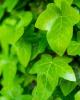 Sweetheart ivy (Hedera helix), an evergreen trailing or climbing vine with small glossy dark-green heart-shaped to shallowly lobed leaves and fine aerial rootlets along the stems.