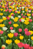 Garden tulips (Tulipa species and hybrids) with smooth upright stems, broad waxy blue-green leaves, large cup-shaped six-tepaled flowers, and rounded underground bulbs enclosed in brown papery tunics.