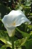 Trumpet Lily or White Calla Lily (Zantedeschia aethiopica) growing in a dense clump of glossy dark-green arrow-shaped leaves with tall white funnel-shaped spathes surrounding upright yellow spadices.
